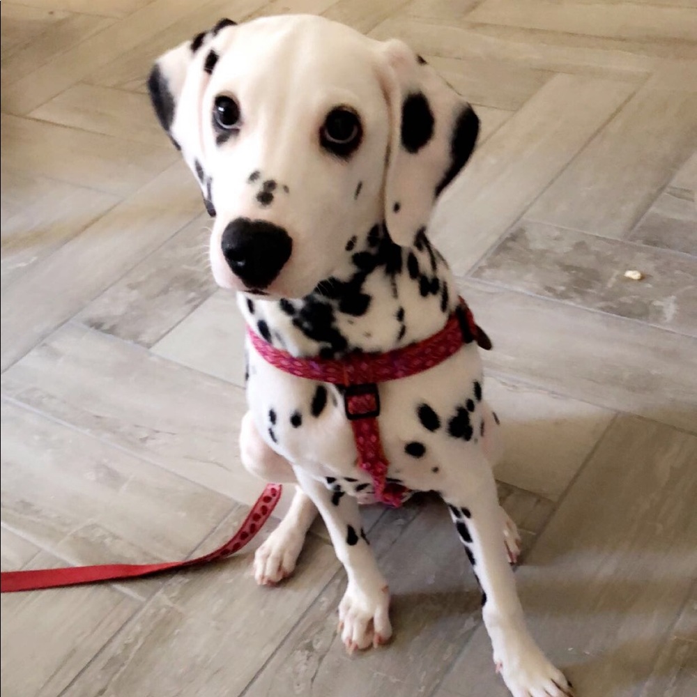 Meet your Posher, Carolina